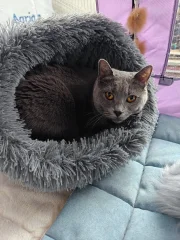 Kartouzská kočka - Letizia Opera Prima