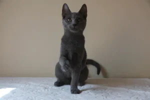 Kartouzské kotě - Catana Blue Alchemist Kartouzské kotě - Catana Blue Alchemist