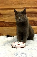 Arduin - Anubis the Legacy Blue Alchemist