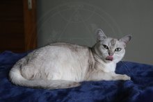 Burmilla Ally 11. narozeniny