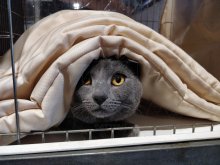 IK Wiener Neustadt AT 2021 - Eros