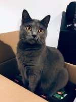 Arduin - Adora Belle Blue Alchemist