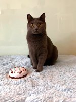 Chartreux Anubis celebration 2nd year