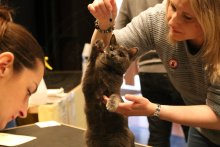 Amonet Blue Alchemist