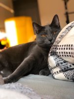 Chartreux Angua celebration 2nd year