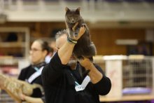 MVM Viničné 2022 - Amonet Blue Alchemist