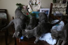 Arduin - Equipment inspection