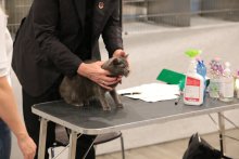 Vicenza Italy - World Show 2021