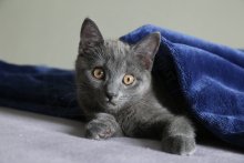 Chartreux - Barachiel - Bruce DCKNSN