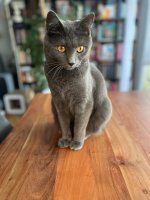 Chartreux Conan celebration 2nd year