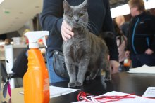 MVK Olomouc 2022 - Goccia Lacay Bleu