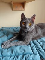 Chartreux Deianeira celebration 2nd year