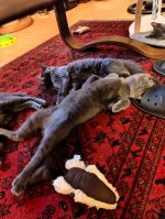 Chartreux kittens Eldar