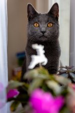 Chartreux Ciri celebration 1st year Chartreux Ciri celebration 1st year