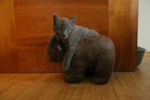 Bruce Chartreux - BearBuster