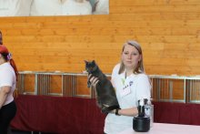 Amonet Blue Alchemist