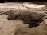 Chartreux kittens Eldar