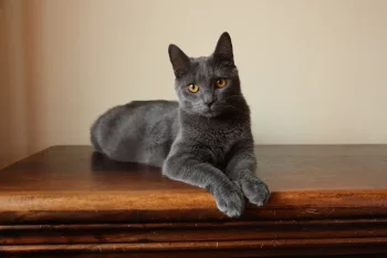 Kartouzské kotě - Flint Blue Alchemist Kartouzské kotě - Flint Blue Alchemist