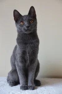 Kartouzské kotě - Ciri Blue Alchemist Kartouzské kotě - Ciri Blue Alchemist