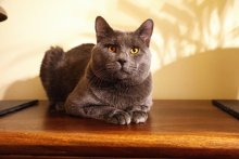 John Lacay Bleu 1 year old