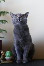 Eros 
