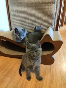 Chartreux Furyans kittens Chartreux Furyans kittens