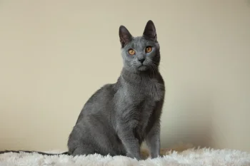 Kartouzské kotě - Fenix Blue Alchemist Kartouzské kotě - Fenix Blue Alchemist