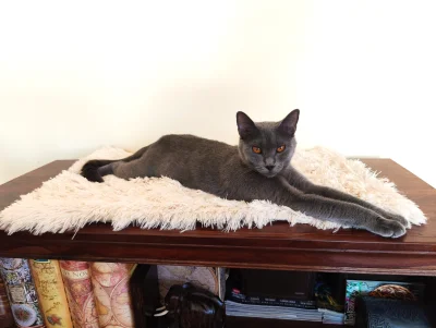 Chartreux Letizia Opera Prima