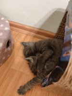 Chartreux kittens Eldar