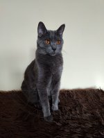 Chartreux Deianeira celebration 1st year Chartreux Deianeira celebration 1st year