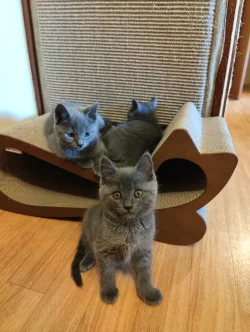 Chartreux Furyans kittens