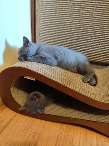 Chartreux Furyans kittens Chartreux Furyans kittens