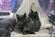 Alchemists relax time