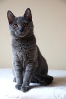 Dracarys - Deianeira Blue Alchemist