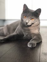 Arduin - Angua Blue Alchemist