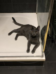 Arduin - Angua Blue Alchemist