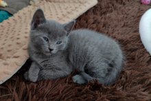 Chartreux Cimmerians - Catana