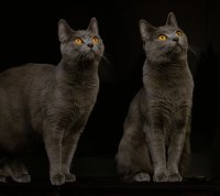 Chartreux Catana and Ciri celebration 2nd year