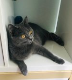 Adora Belle Chartreux - 9 měsíců