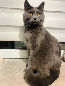 Kartouzský kocour - Conan Blue Alchemist narozeniny 2026