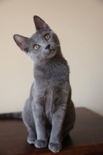 Chartreux Catana