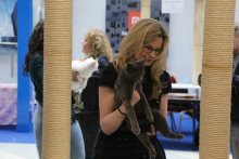 Amonet Blue Alchemist