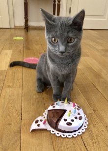 Arduin - Anubis Blue Alchemist