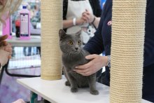 Eros della Francigena