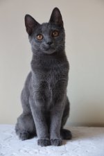 Chartreux Ciri