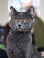 Chartreux Amonet celebration 2nd year