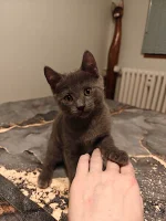 Kartouzské kotě - Greebo Geralt Blue Alchemist