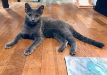 Arduin - Adora Belle Blue Alchemist