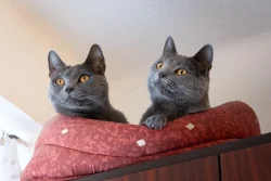 Kartouzské kočky - Catana a Ciri Blue Alchemist narozeniny 2026