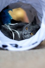 Cimmerians - Catana Blue Alchemist